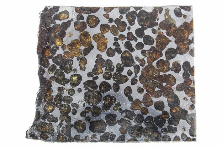 Polished Sericho Pallasite Meteorite ( g) Slice - Kenya #348911